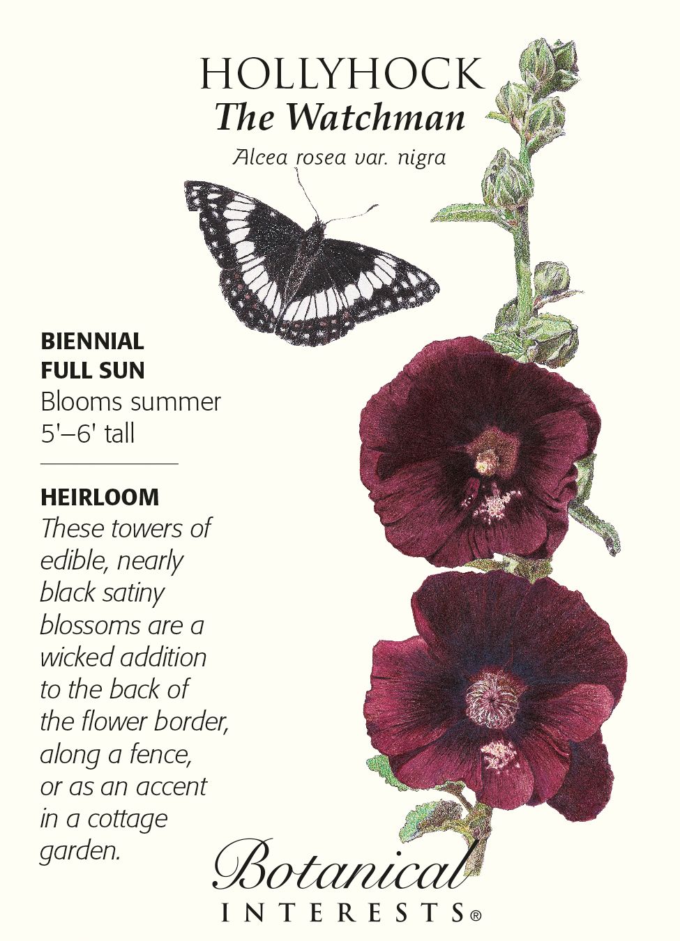 Hollyhock The Watchman