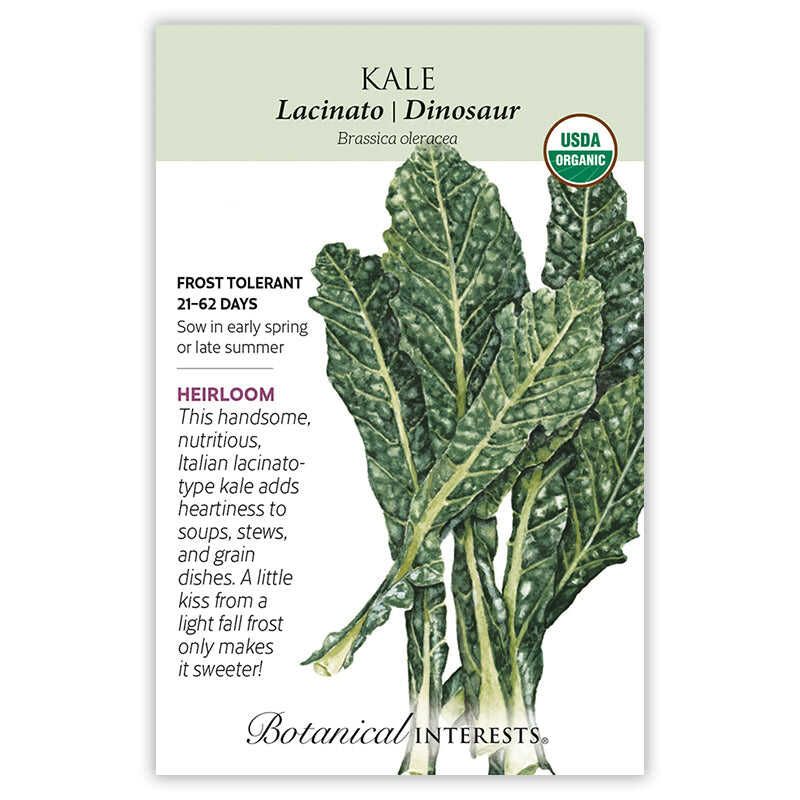 Kale Lacinato/dinosaur
