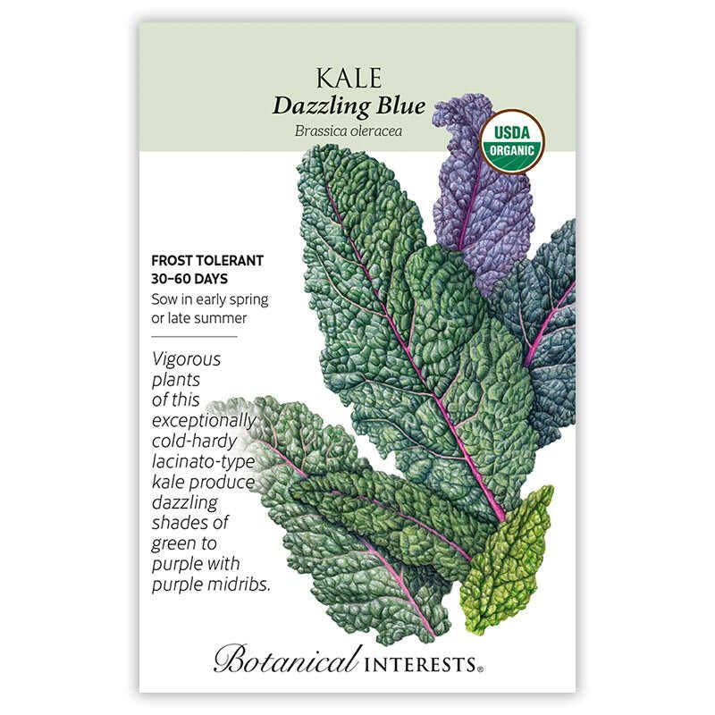 Kale Dazzling Blue