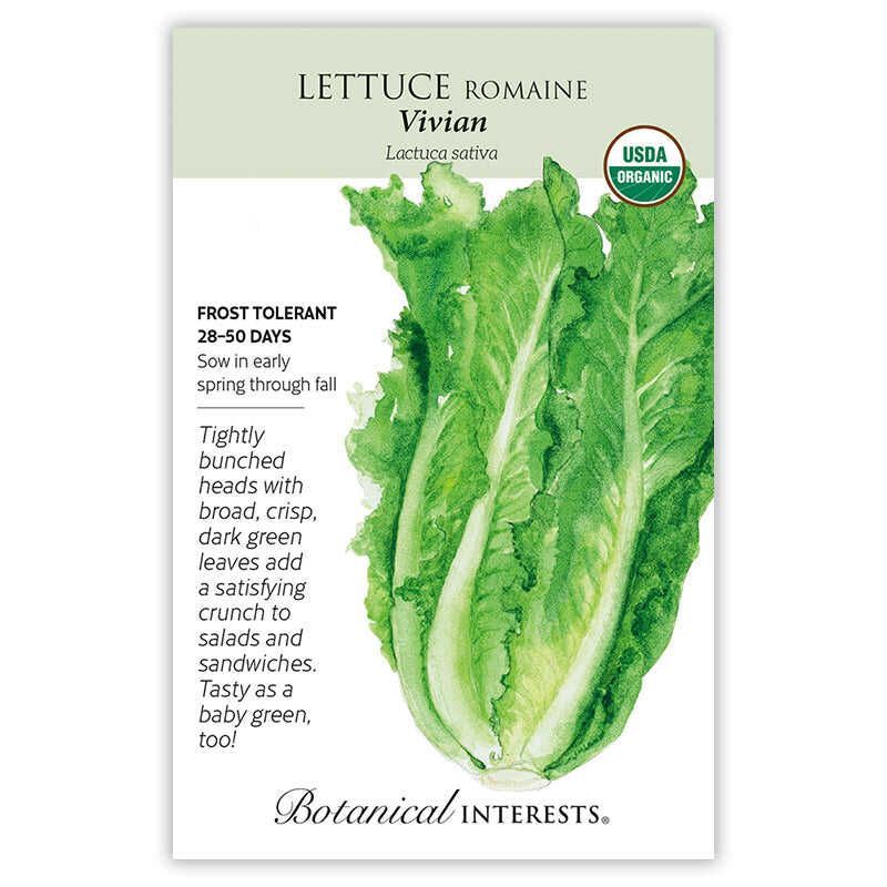 Lettuce Romaine Vivian