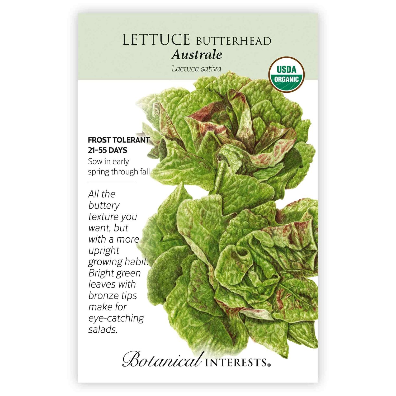 Lettuce Butterhead Australe