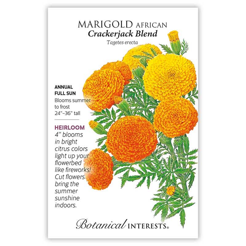 Marigold African Crackerjack Blend