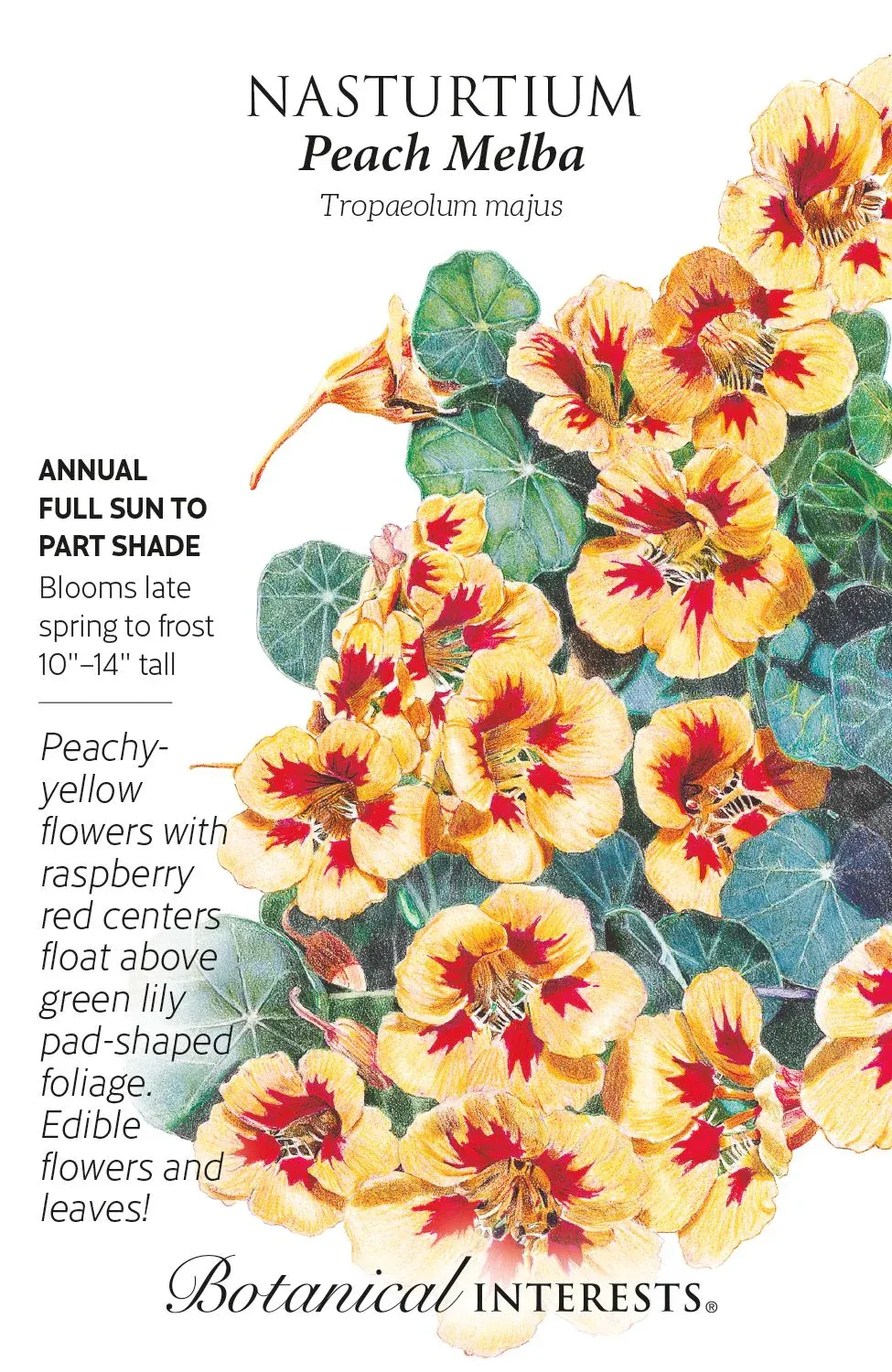 Nasturtium Peach Melba