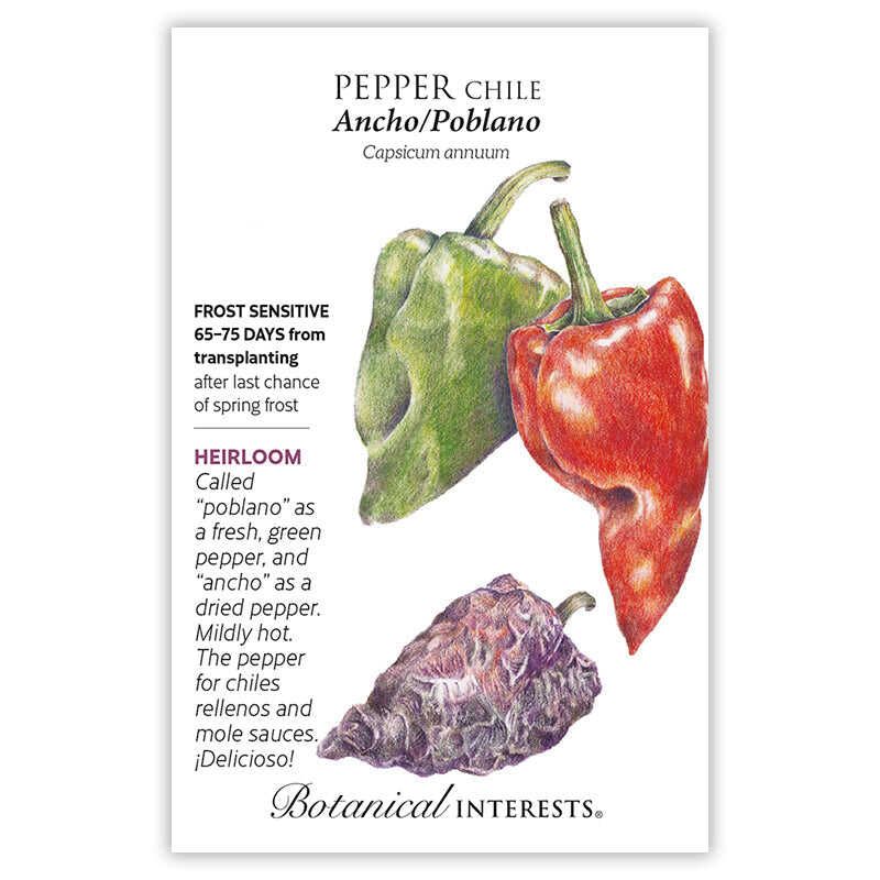 Pepper Chile Ancho/pablano