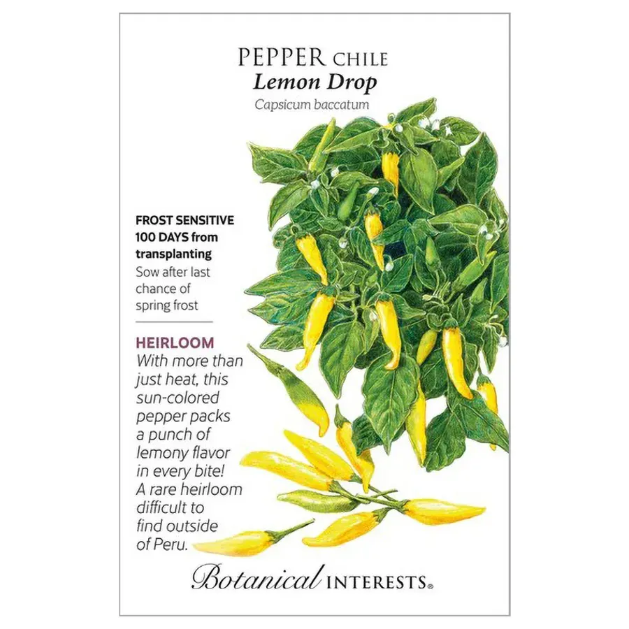 Pepper Chile Lemon Drop