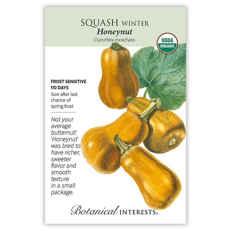 Squash Winter Honeynut