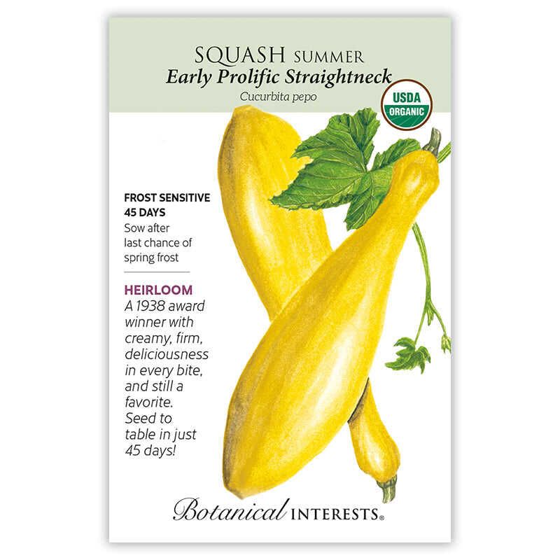 Squash Summer Early Prolific Straightneck