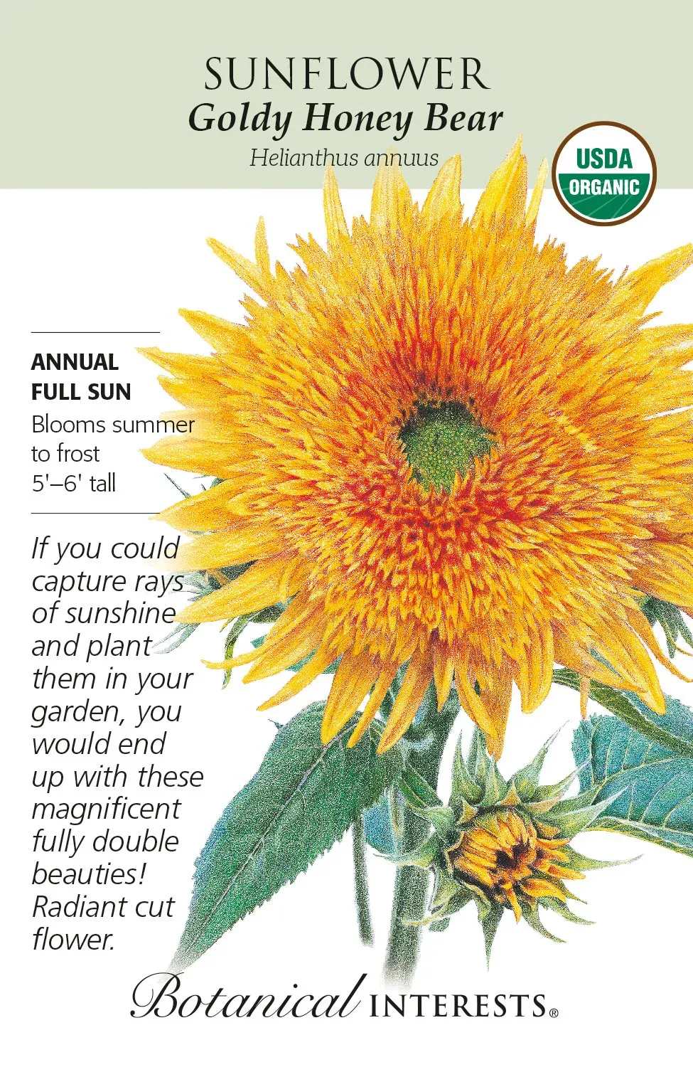 Sunflower Goldy Honey Bear