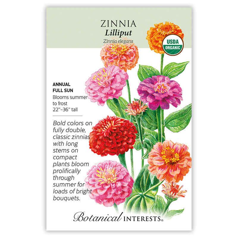 Zinnia Lilliput