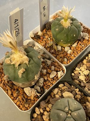 Cactus