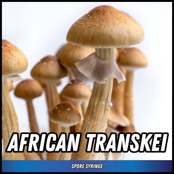Eden Shrooms African Transkei (For Mycoscopy Only)