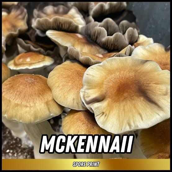 Eden Shrooms McKennaii (For Mycoscopy Only)