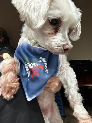 Custom Pet Scarf