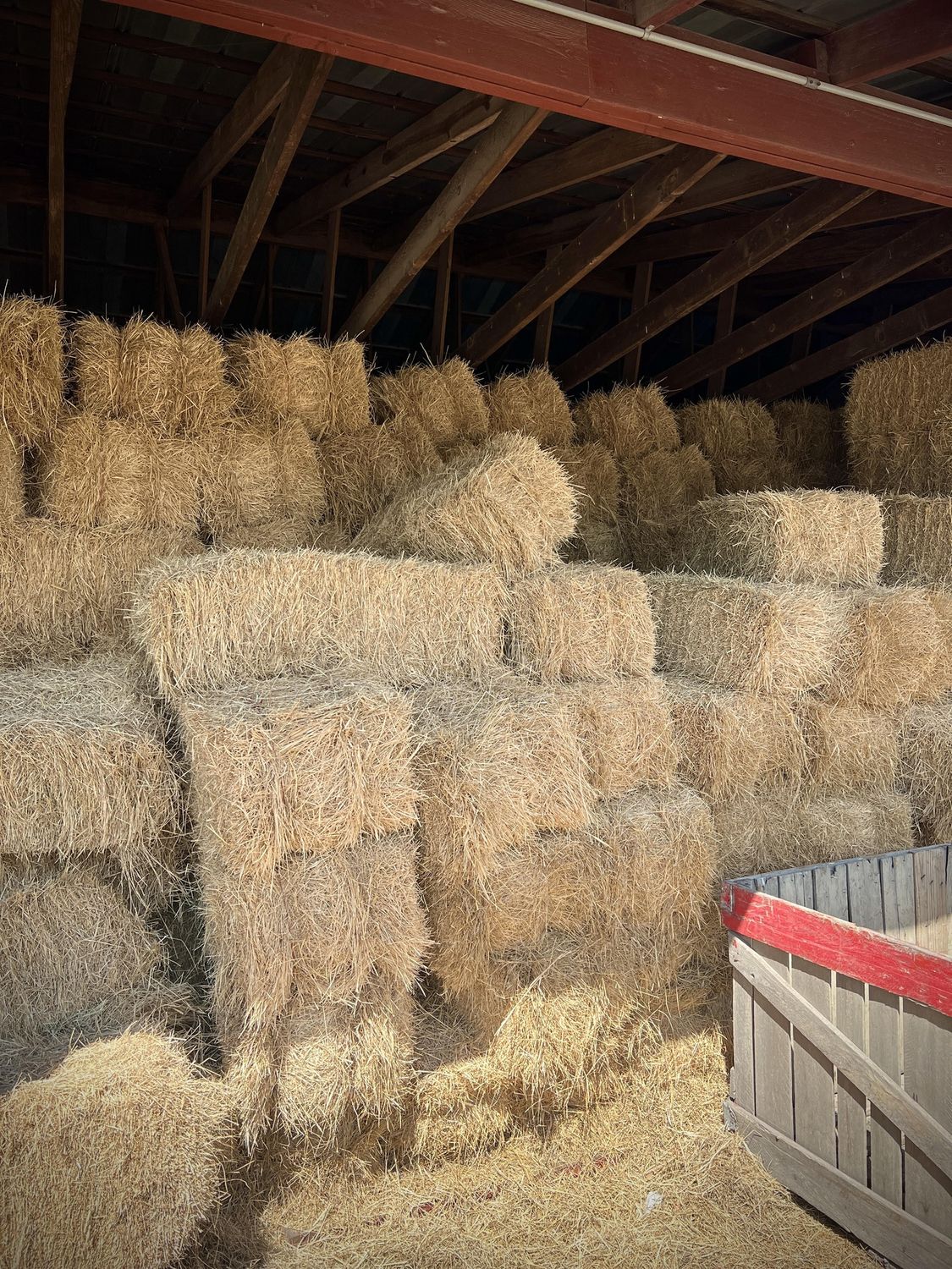 Coastal Bermuda Hay