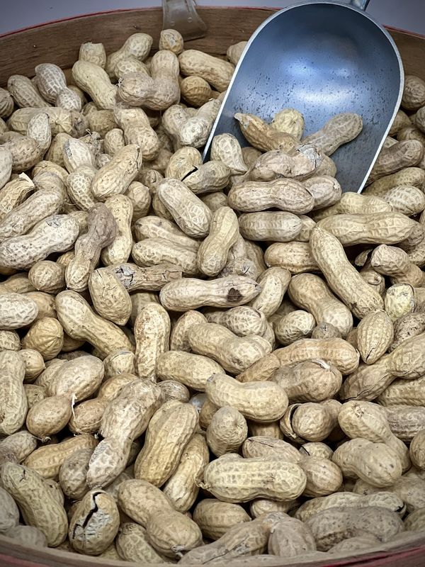 New Crop Dried Jumbo Raw Peanuts