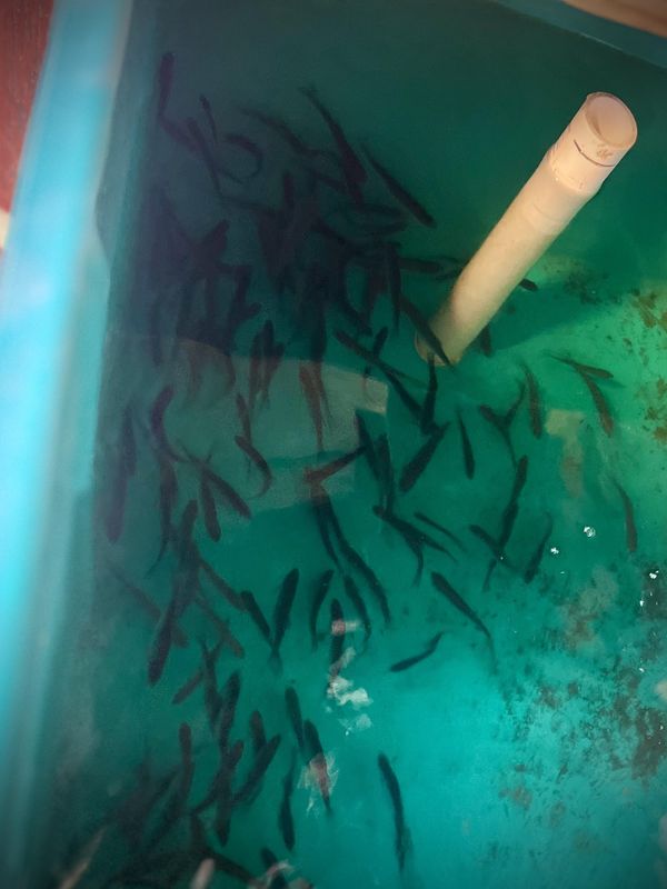 Live Minnows