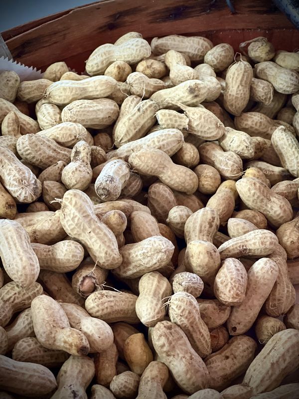 Fresh Green Peanuts