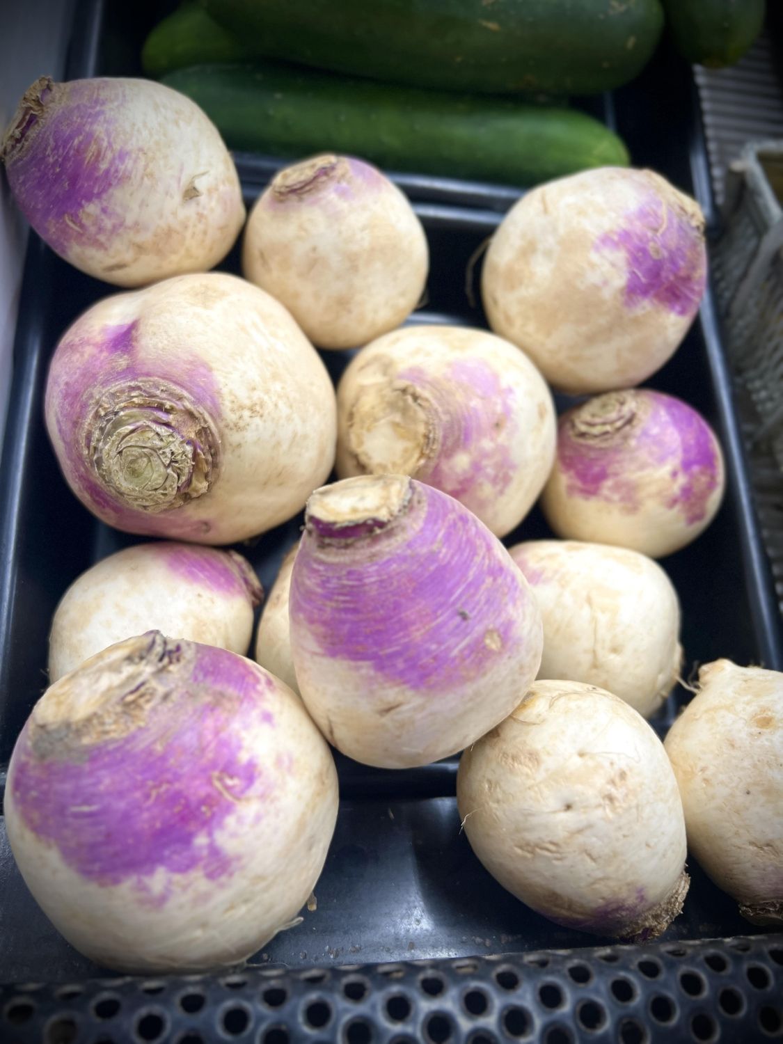 Turnip Roots