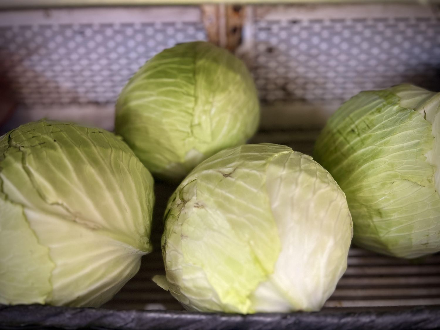 Fresh Cabbage, Type: Fresh Cabbage