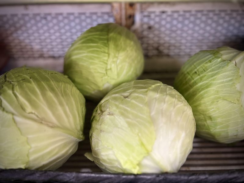 Fresh Cabbage