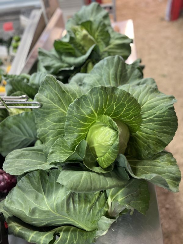 Fresh Cabbage
