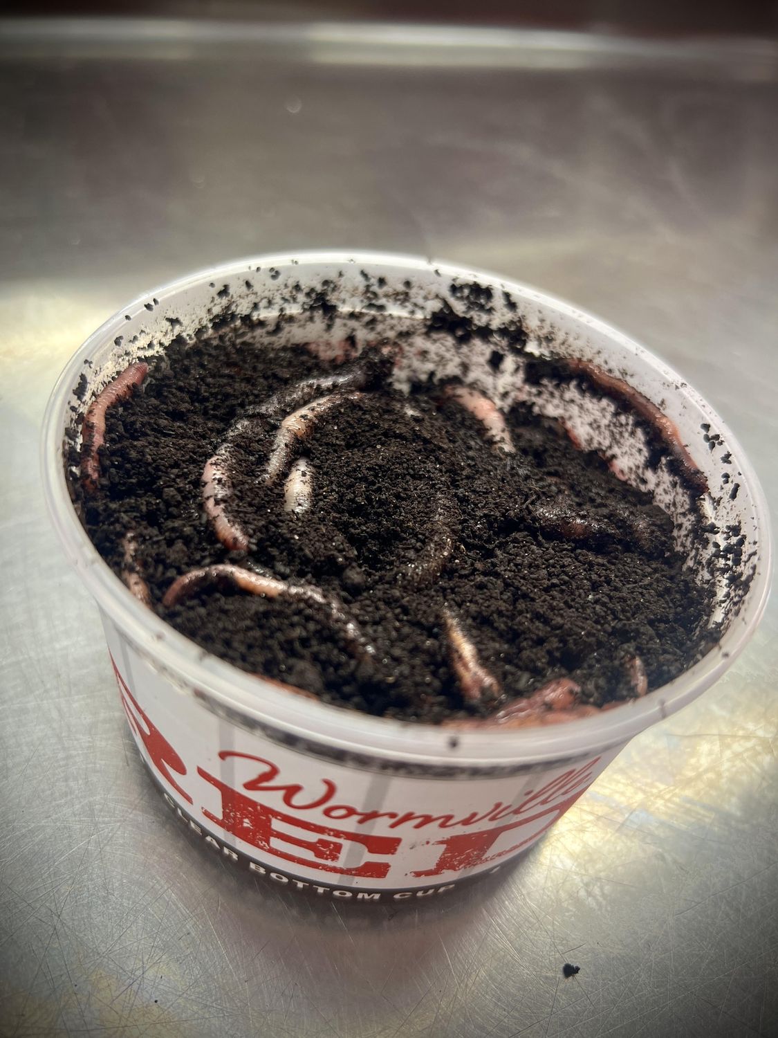 Live Worms, Type: Red Worms