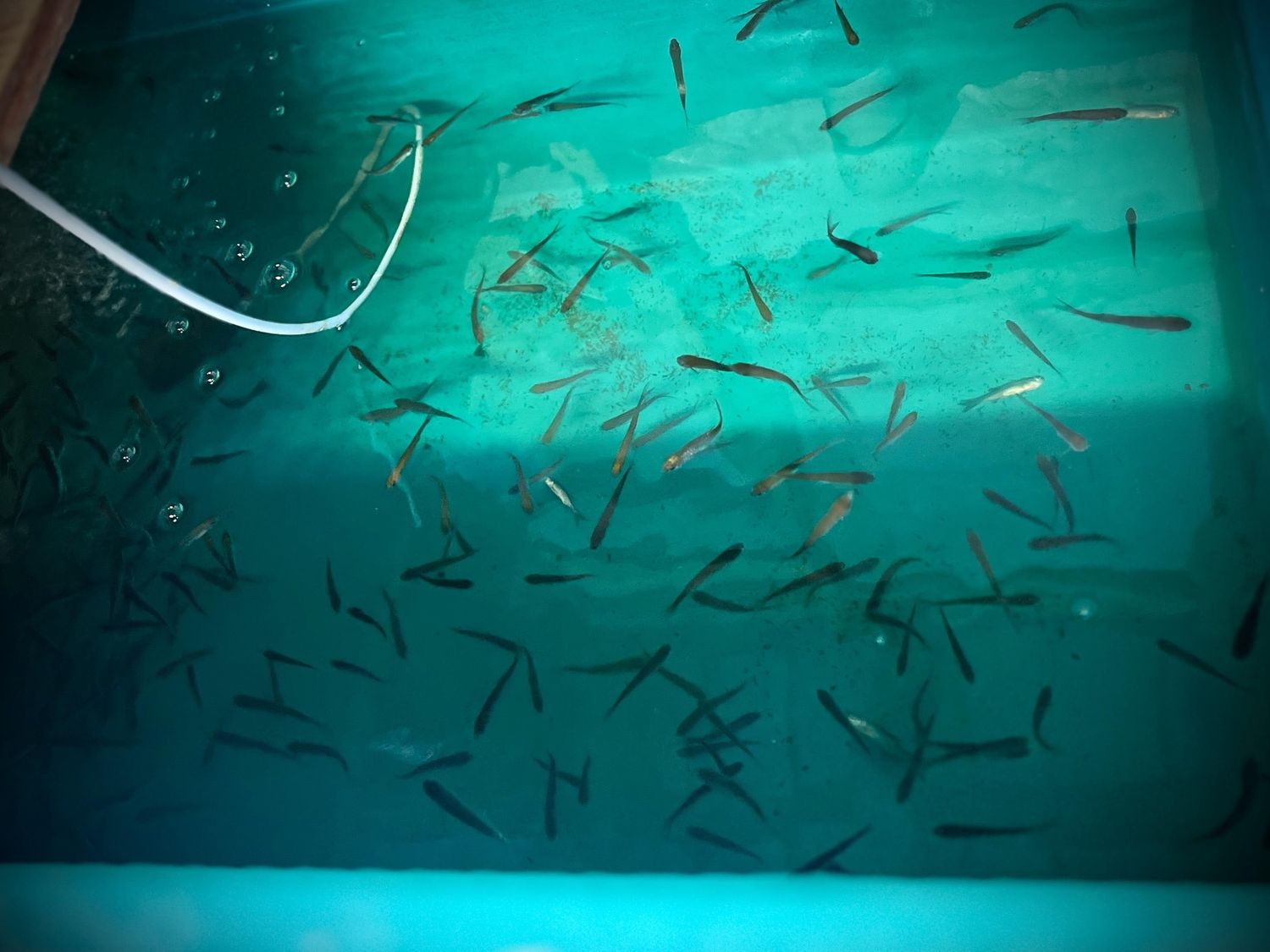 Live Minnows, Type: Crappie Minnows