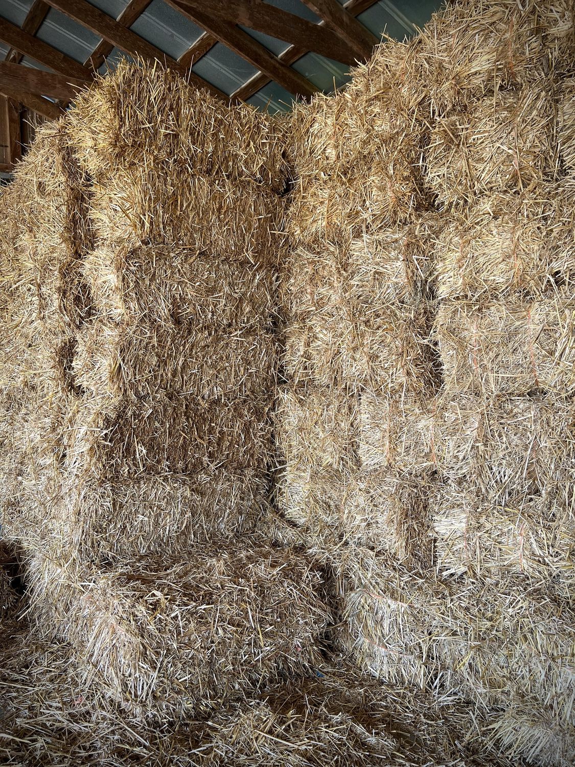 Wheat Straw, Size: Bales