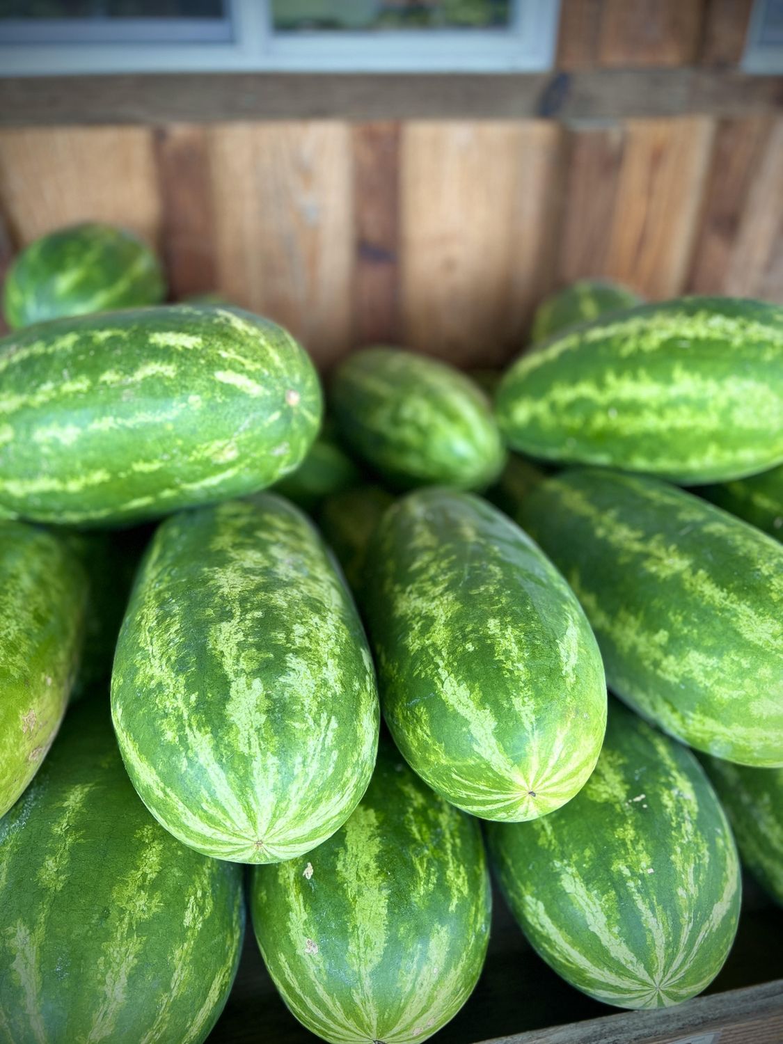 Watermelon, Type: Seeded Watermelon Medium