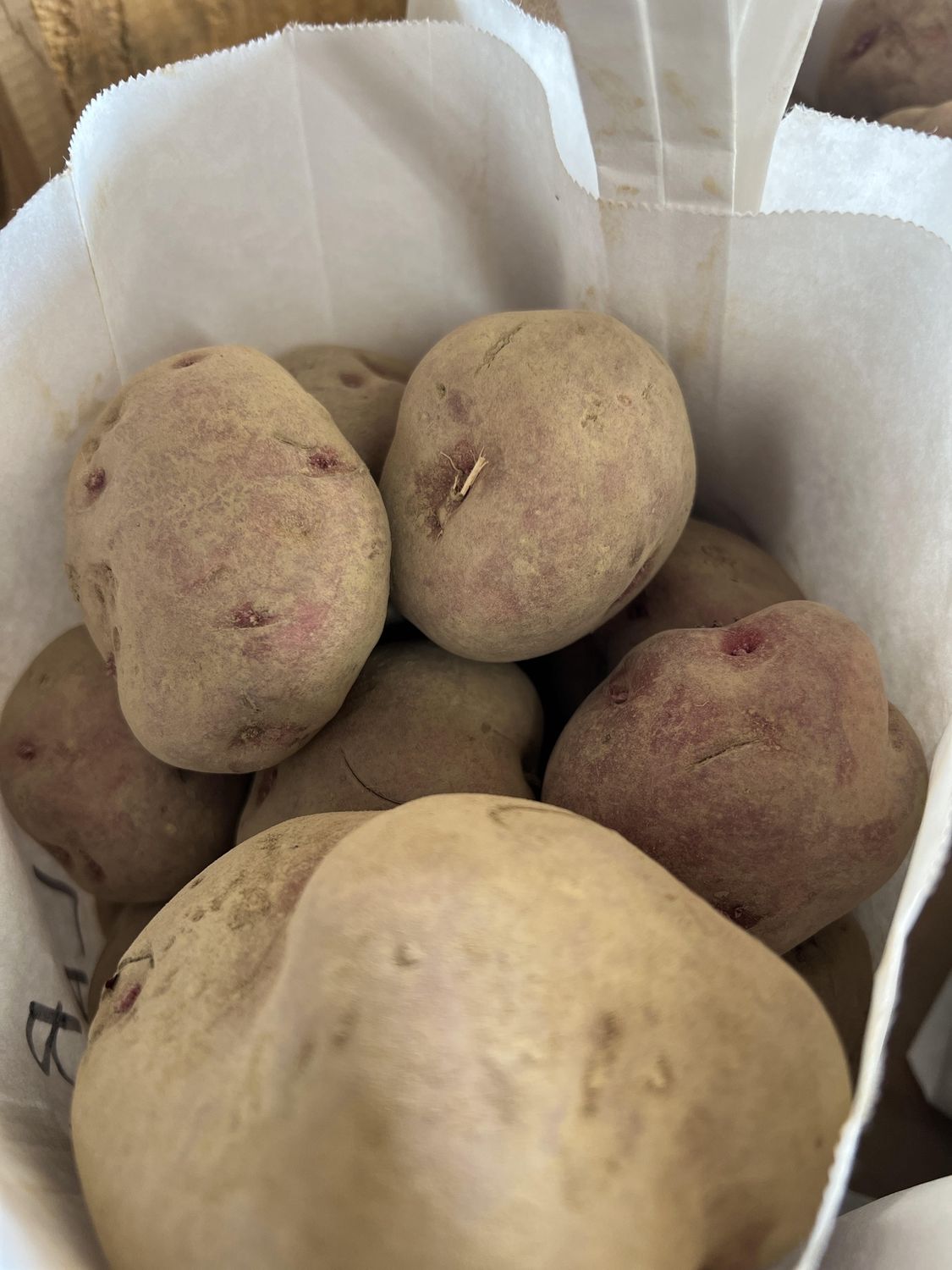 Planting Potatoes, Size: Per LB, Type: Red Lasoda