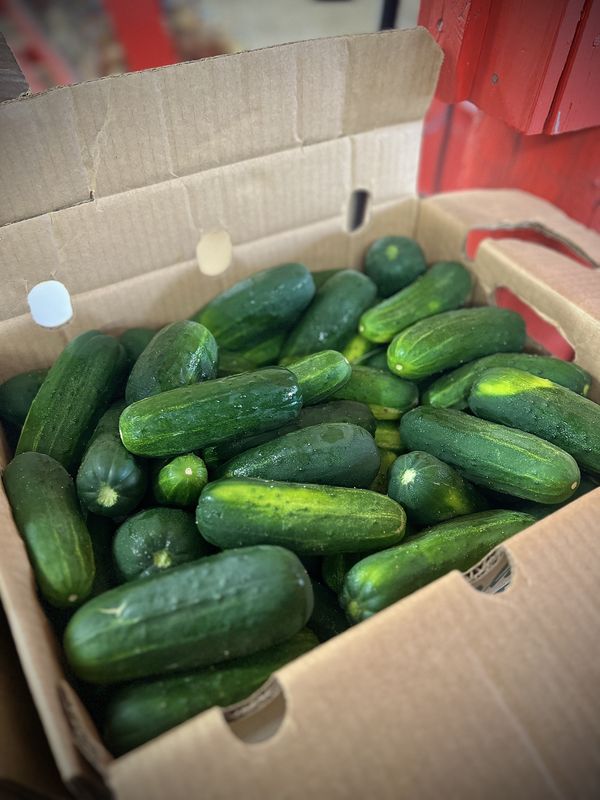 Box of Pickling Cucumber