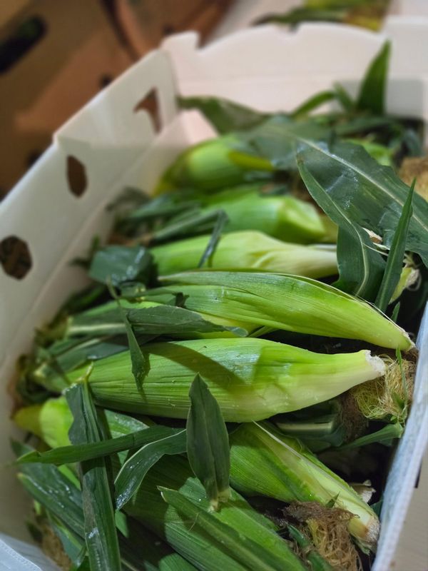 Box of Sweet Corn