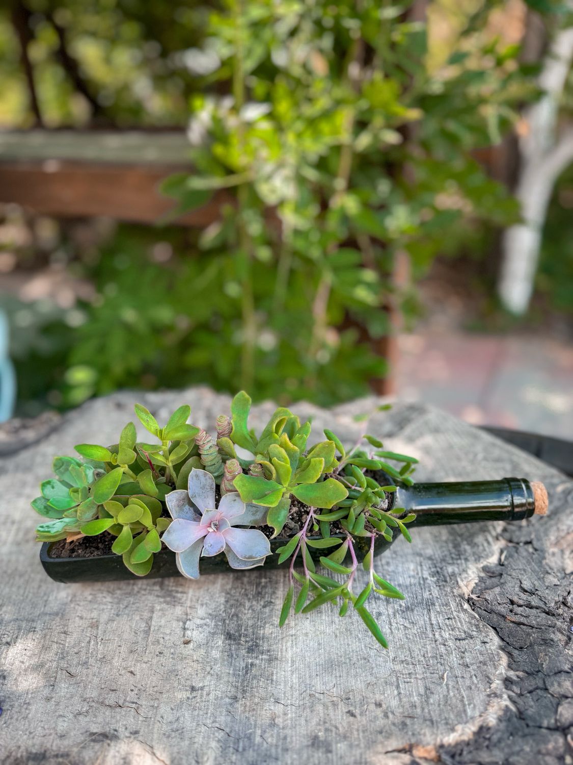 Succulent Wine Bottle Workshop at Willamette Wineworks 5/8 6pm