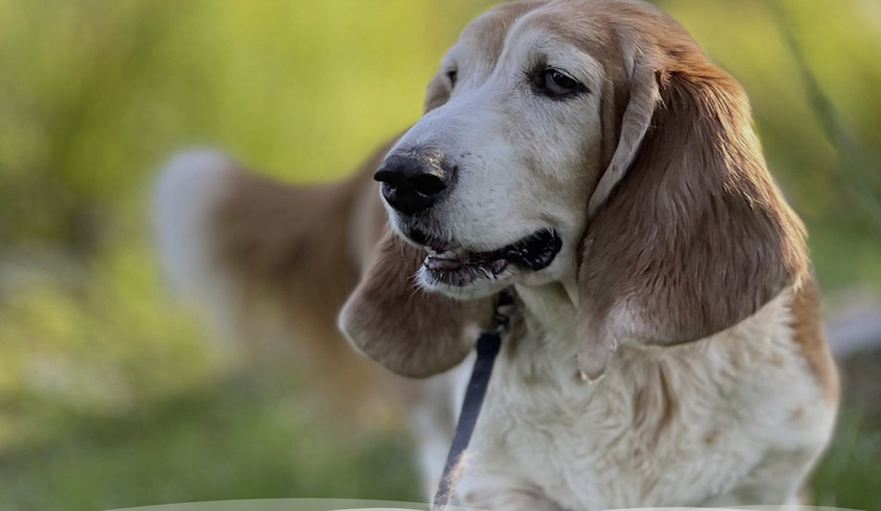 Donate to Buckeye Basset Hound Rescue