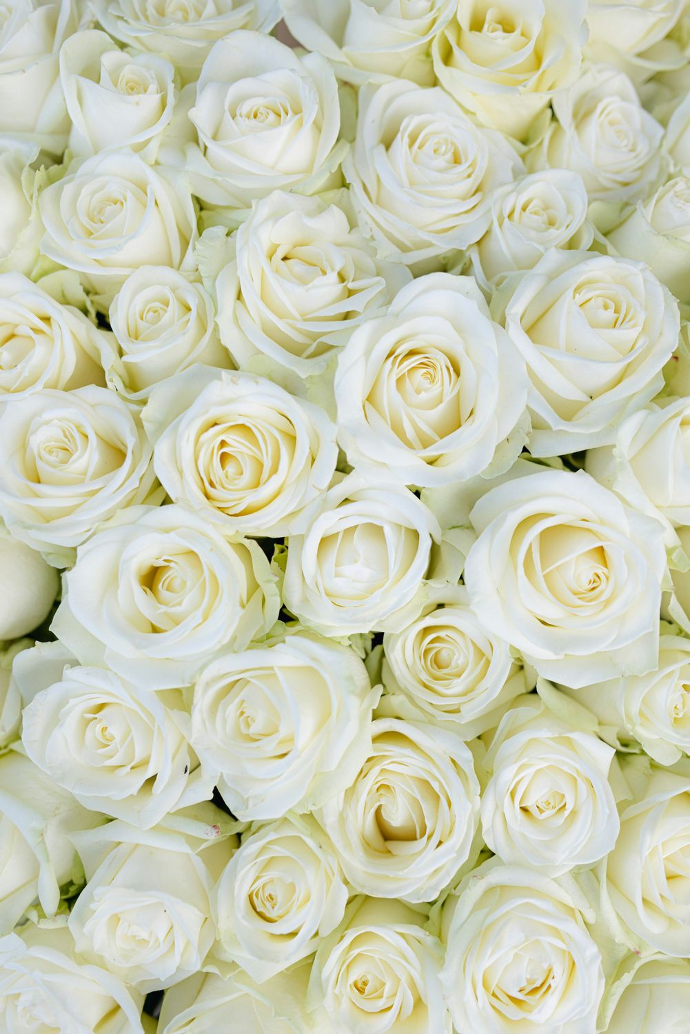 White Cabbage Rose Bouquet