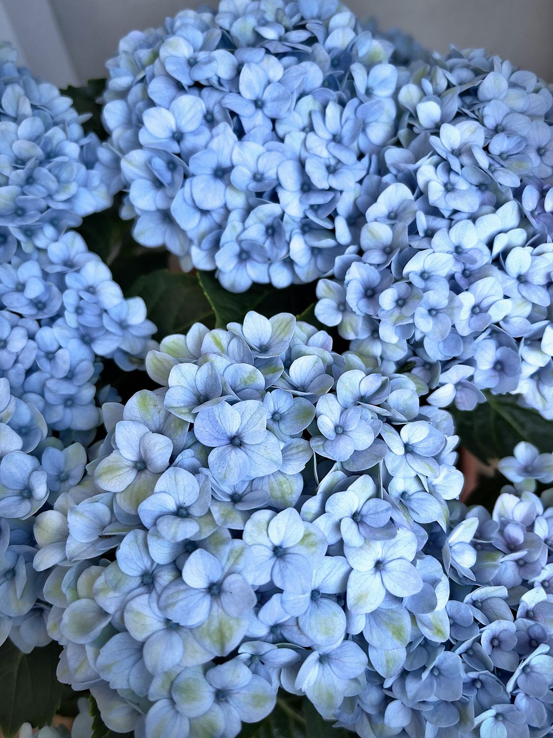 Blue Hydrangea Bouquet