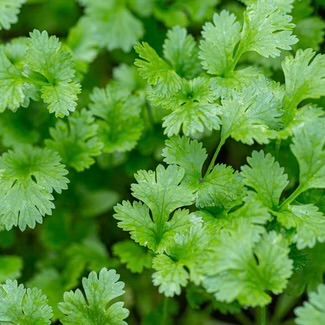 &#39;Cilantro&#39; Coriandrum sativum