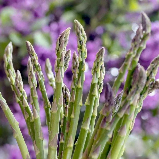 &#39;Mary Washington&#39; Asparagus officinalis