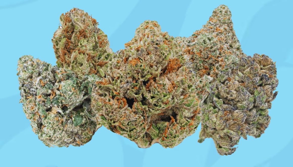 Honey Buzz Exotic Flower 1g