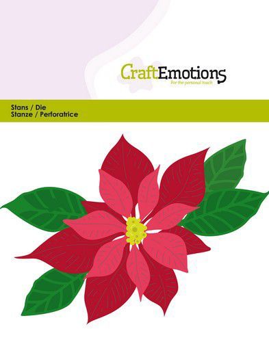 Kerstster / Poinsettia