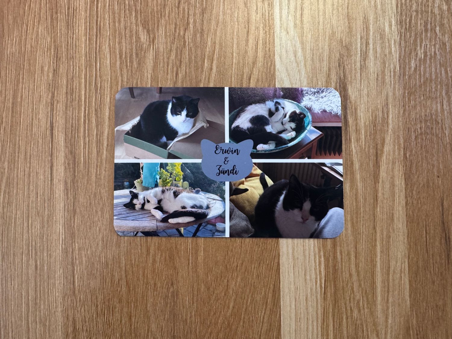 1 Flexi-Magnete mit  4 Haustierfotos