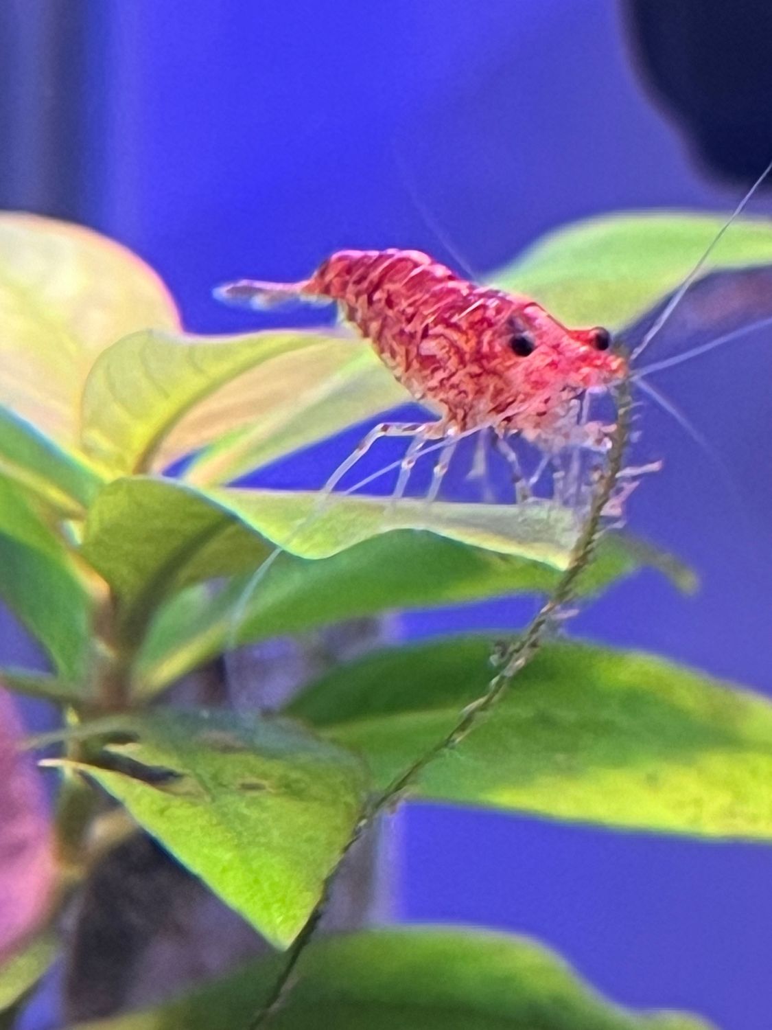 FIRE RED Neocaridina Shrimp