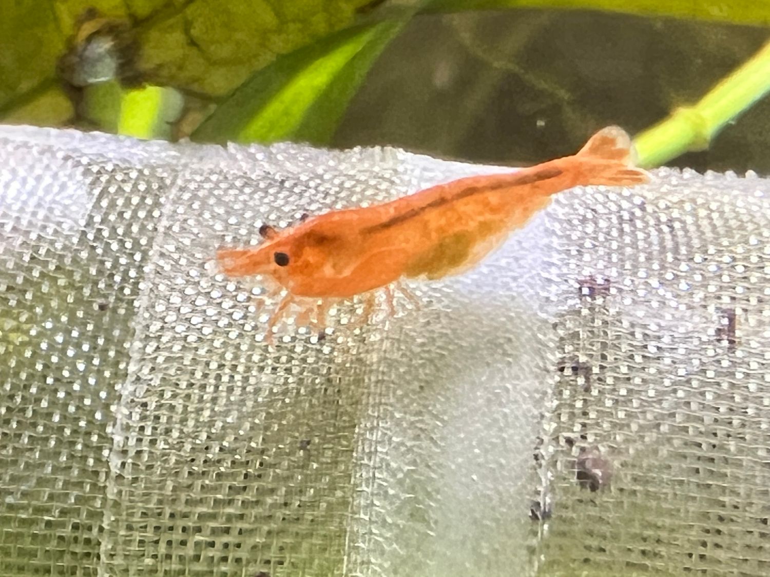 Orange Sunkist Shrimp - Orange 