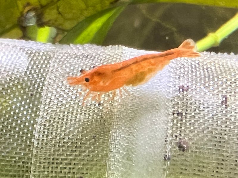 Orange Sunkist Shrimp - Orange 