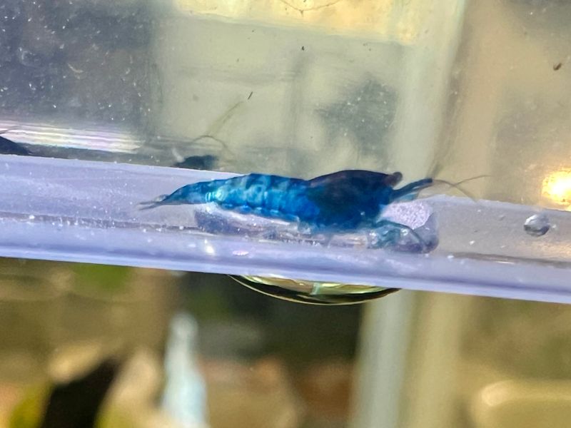 Blue Neon Dream OR Blue Jelly (3rd picture)  Neocaridina Shrimp