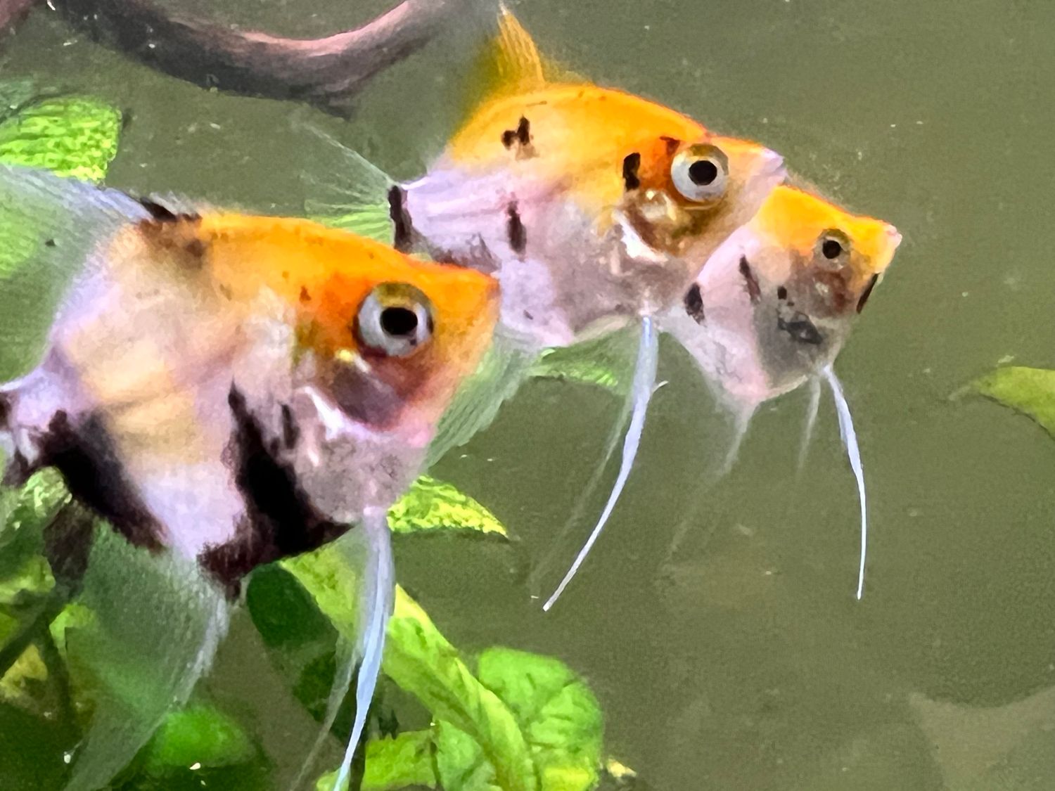 SPRING SALE - Koi Angel Fish -(Pterophyllum scalare)