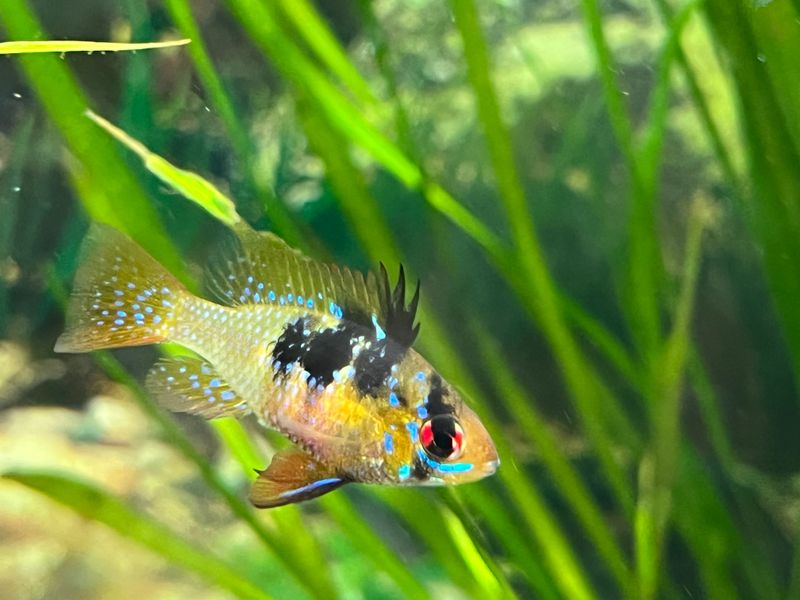 German Blue Ram (Mikrogeophagus ramirezi)- Now Available