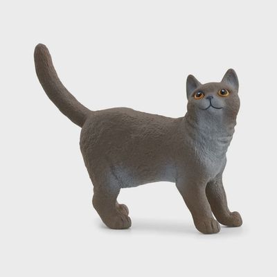 13973 British Shorthair Cat