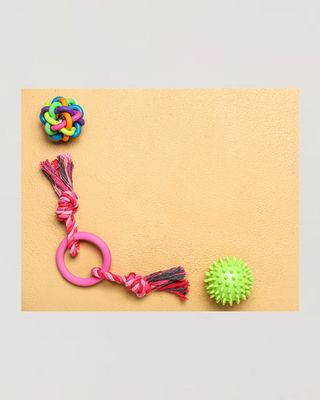 Pet Supplies & Toys