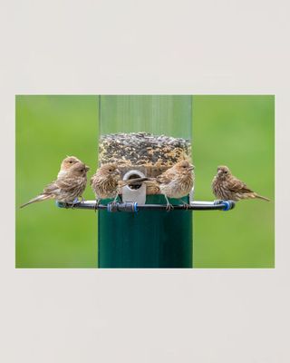 Bird Seed